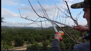 Poda de melocotonero  en huerto de autoconsumo [upl. by Coppock986]