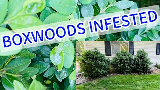 Removing these Boxwood Shrubs Infested with Boxwood Leafminers [upl. by Zacek407]