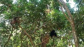 Gibbon Flighting and Making sound In Angkor [upl. by Nawor]