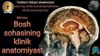 Bosh sohasi klinik anatomiyasi [upl. by Gail153]