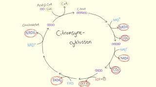 Respirationen  Citronsyrecyklussen  Biotech Academy [upl. by Naliorf977]