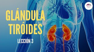 3 GLÁNDULA TIROIDES FISIOLOGÍA DEL SISTEMA ENDOCRINO [upl. by Anabella]