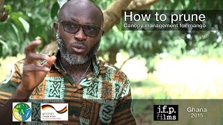 How to prune  Canopy management for mango [upl. by Esau]