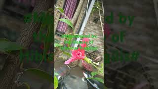 🌺Hibiscus FragilisThe mandrinetteExtremely rare ShrubYoutube shorts [upl. by Bird153]