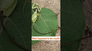 Praying mantis worm parasite extraction A CloseUp Look [upl. by Nnairet]