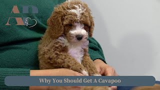 Why You Should Get A Cavapoo [upl. by Nilorac384]