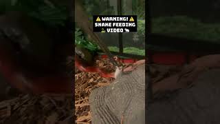 Honduran Milk Snake Hunts Its Prey 🐍 FEEDING VIDEO 🐁  Herpin Hippie shorts [upl. by Betsy696]