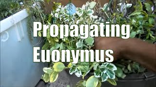 Propagating Euonymus Shrubs  How To Propagate Plants [upl. by Ymirej938]