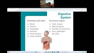 CG  BIO160  Digestive System Structures [upl. by Iran]