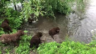 First swimming lesson Lagotto Romagnolo puppies [upl. by Addiego]