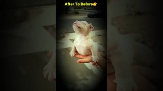 Pitbull after to before  Pitbull 💚 growing up  Pitbull attitude [upl. by Burkitt]