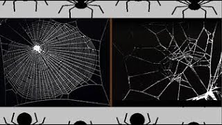 🤔 Why Spiders Dont Get Stuck to Thier Webs 🕷️ [upl. by Rednirah]