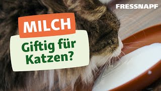 Warum sollten Katzen keine Milch trinken [upl. by Anaerdna]