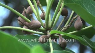 Myrobalan or Terminalia chebula  a health harmonizer  Indian medicinal plants [upl. by Lhary]