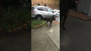 Cane Corso Training Full Video [upl. by Vail]