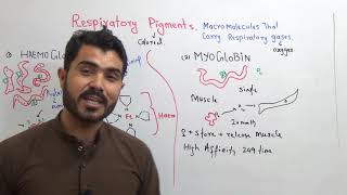 L6 Respiratory pigments Haemoglobin  myoglobin full depth comparison [upl. by Sisco94]