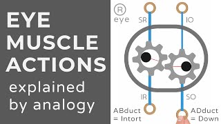 Extraocular Muscle Actions  Animation  Explained Conceptually [upl. by Okajima]