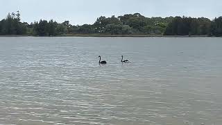 Black Swans with little swans in lake [upl. by Anairotciv]