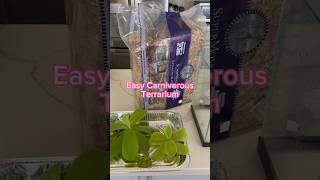 DIY Carniverous Plant Terrarium shorts [upl. by Adnarom353]