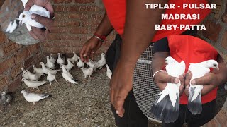 Tiplar  Pulasr Madrasi BabyPatta Pigeons Of Sanjib Ghosh [upl. by Kristien]