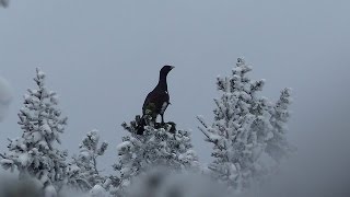 jakt på skogsfågel 201415 Trailer [upl. by Cramer]