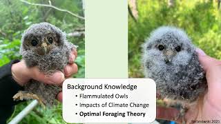 Foraging Ecology and Space Use of Breeding Flammulated Owls Psiloscops flammeolus in Northern Utah [upl. by Nnaeus]