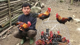 Raising wild chickens and sells Robert  Green forest life [upl. by Ardek]