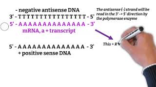 Sense Antisense in DNA and RNA viruses [upl. by Swift]