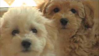 Rolling Meadows Puppies Poochon aka Bichon Poodle aka Bichpoo aka Bichoodle puppies [upl. by Pavlish]