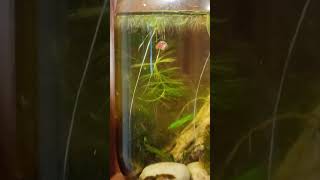 Pink ramshorn snail in planted jar ecosphere jaraquarium ramshornsnail plantedaquarium [upl. by Leelah]