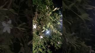 Night flowers Blooming shots gardenflower 🌸🌸 [upl. by Anitsrik]