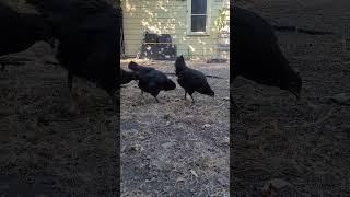 Three Sisters say hello chicago chicken urbanhomesteading [upl. by Nitnilc]