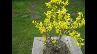 Bonsai Goldglöckchen Forsythie Forsythia Teil 2 Frohe Ostern [upl. by Breger684]