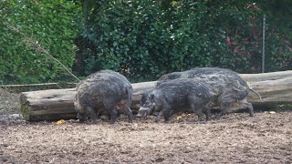 Visaya Warty Pigs Feedingtime  Zoo Belfast 2024 [upl. by Hawk]