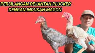 ayam plucker original dengan indukan magon [upl. by Nylakcaj]