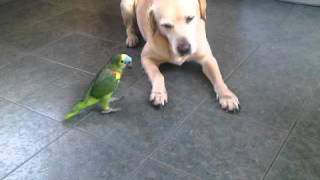 Loro pelea con perro [upl. by Anawahs]