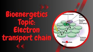 Electron transport chain l light dependent reaction l photosynthesis l Bioenergetics l XI biology [upl. by Achorn]