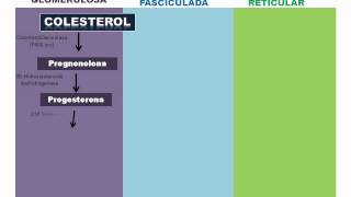 VIAS ENZIMATICAS PARA LA SINTESIS DE HORMONAS ESTEROIDES [upl. by Hatfield]