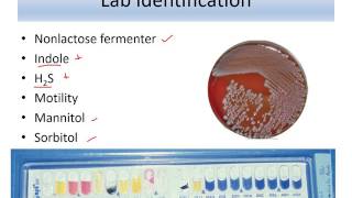 Lecture 10 Enterobacteriaceae Salmonella [upl. by Ttennaej]