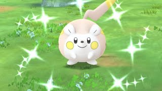 Shiny Togedemaru Spotlight Hour [upl. by Flanagan729]