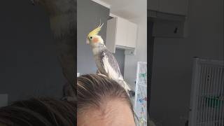 Cockatiel bird Song Hsppy Cockatiel sing Pied Cockatiel bird cockatielbird cockatielsong shorts [upl. by Liscomb96]