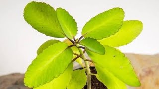 BryophyllumPattharchatta Care amp Medicinal Uses ytvideo pattharchatta medicinalplant usefulvideo [upl. by Etnahsal]