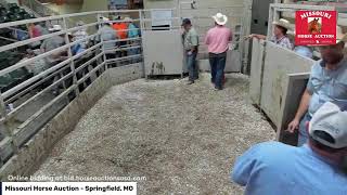 Missouri Horse Auction Springfield MO [upl. by Yellat303]