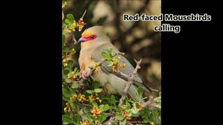 Redfaced Mousebirds calling [upl. by Waylon184]