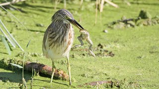 Did the Squacco Heron manage to eat the big frog [upl. by Aisats]