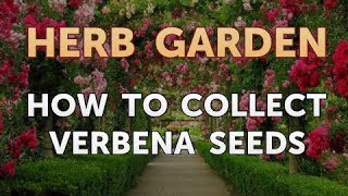 How to Collect Verbena Seeds [upl. by Arekat]