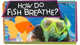 How Do Fish Breathe  Animal Science for Kids [upl. by Asiral503]