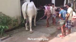 Video de VACAS graciosas Videos of funny COWS [upl. by Bunder]