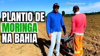 Plantio de moringa na Bahia [upl. by Lewes]