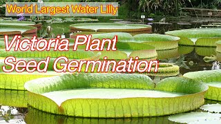 How to make Victoria plant seed germinationcruzianaamazonicaBoliviana gaint waterlillymalayalam [upl. by Ennagrom]